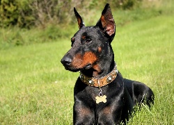 Doberman