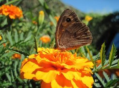 Kwiaty, Aksamitki, Motyl