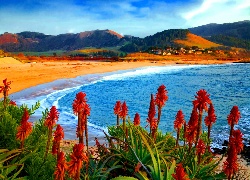 Morze, Plaża, Góry, Kwiaty, Aloes