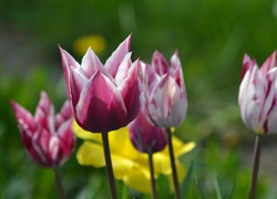 Tulipany, Żonkil