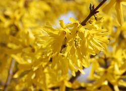 Forsycja, Żółte, Kwiaty