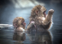 Dwie, Małpki, Woda