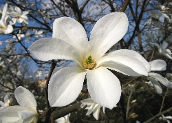 Biały, Kwiat, Magnolii