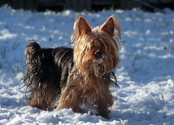 Yorkshire Terrier, Śnieg