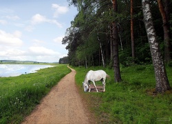 Rzeka, Las, Ścieżka, Biały, Koń