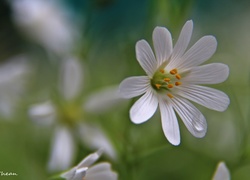 Rogownica Polna, Biały, Kwiat