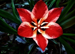 Czerwony, Rozkwitły, Tulipan