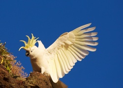 Papuga, Kakadu