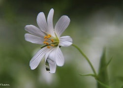 Rogownica Polna, Biały, Kwiat