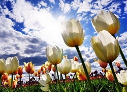 Tulipany, Chmury