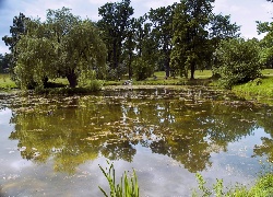 Park, Staw, Wierzba, Płacząca