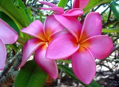 Piękna, Plumeria