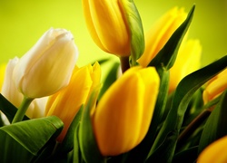Białe, Żółte, Tulipany