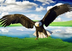 Orzel, Bielik amerykański