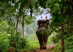 Słoń, Las, Wycieczka