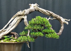 Drzewko, Bonsai