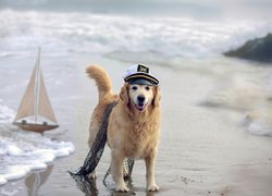 Pies, Morze, Czapka