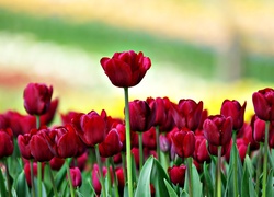 Czerwone, Tulipany