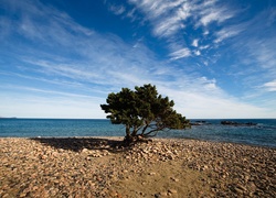 Morze, Kamienna, Plaża, Drzewo