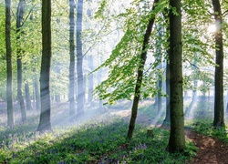 Las, Ścieżka, Kwiatki, Promienie, Słońca