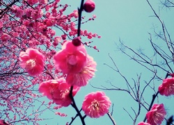 Kwitnąca, Wiśnia, Japonia