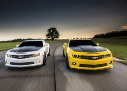 Droga, Drzewa, Chevrolety, Camaro, 1LE, 2013