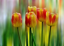Tulipany, Tęczowe, Tło