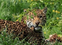 Jaguar, Trawa