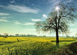 Pole, Rzepaku, Drzewo, Promienie, Słońca