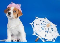 Pies, Jack russell terrier, Kapelusz, Parasol