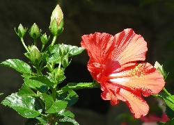 Hibiskus, Pąki, Liście