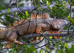 Iguana, Drzewo