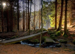 Las, Potok, Kamienie, Kładka, Promienie, Słońca