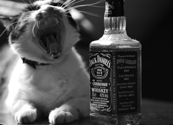 Kot, Whiskey