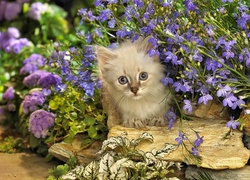 Mały, Kotek, Kwiatki