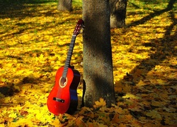 Gitara, Las, Liście, Jesień