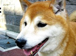 Shiba Inu, Pyszczek