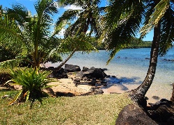 Ocean, Plaża, Palmy, Hawaje