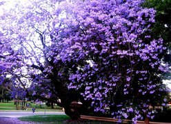 Park, Kwitnąca, Jacaranda