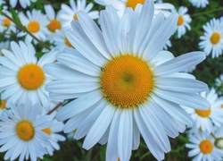 Margerytki