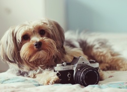 Pies, Aparat, Pentax, Shih Tzu