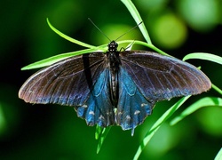 Piękny, Motyl, Trawa