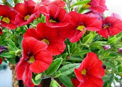 Czerwona, Petunia