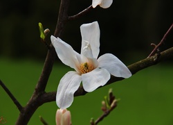 Magnolia Japońska, Biały, Kwiat