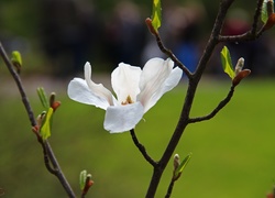 Magnolia Japońska, Biały, Kwiat