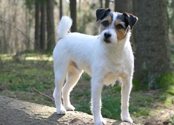 Parson Russell Terrier, Las