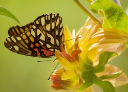 Motyl, Kwiat, Liście