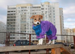 Parson Russell Terrier, Ubranko, Domy