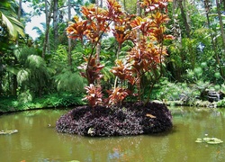 Ogród, Botaniczny, Hawaje