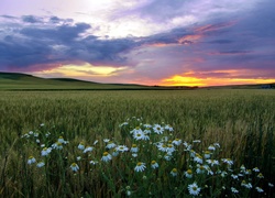 Pole, Zboże, Rumianki, Góry, Zachód, Słońca